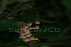 Diploclisia glaucescens